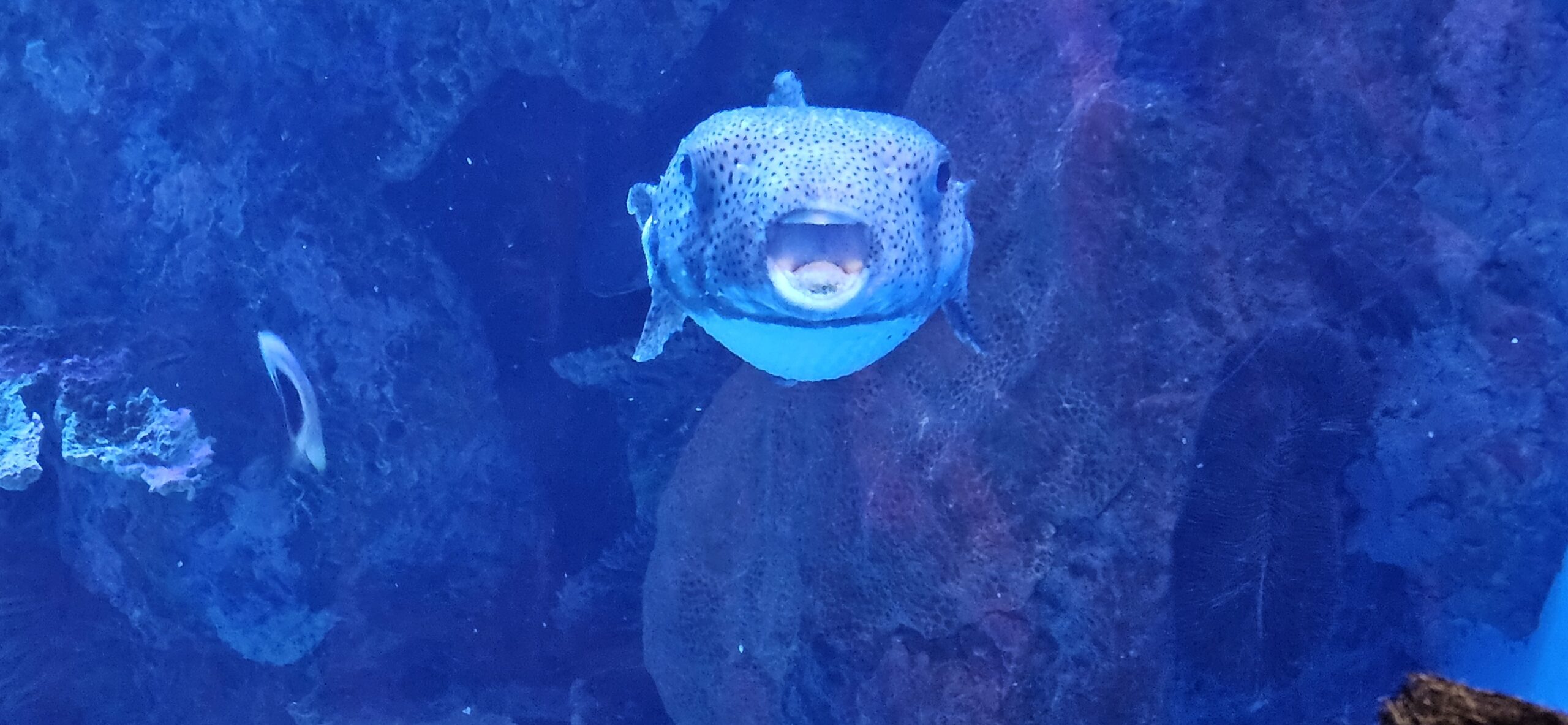 Fish